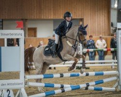 jumper Calimero 666 (German Riding Pony, 2006, from Calypso)