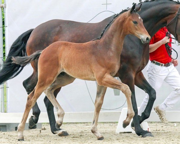 dressage horse Zauber II (Westphalian, 2023, from Zauberlehrling PS OLD)