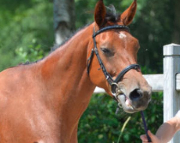 broodmare Joni van d'Abdijhoeve (Belgian Warmblood, 2009, from Cooper van de Heffinck)