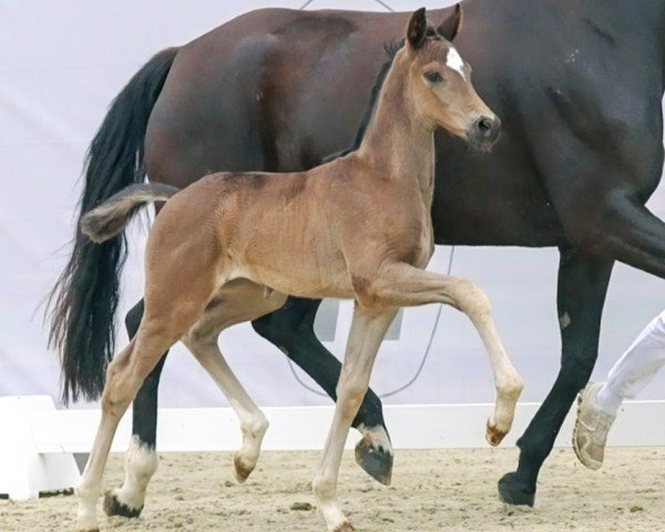 dressage horse Dorina (Westphalian, 2023, from Dynamic Dream)