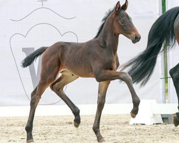 dressage horse Viva Valentina (Westphalian, 2023, from Velvedere)