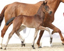 dressage horse For Joy B (Westphalian, 2023, from For Dance)