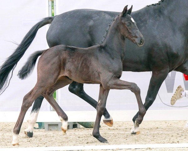 dressage horse Total Joy (Westphalian, 2023, from Total Hope OLD)