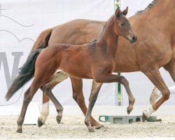 dressage horse Diebesglück (Westphalian, 2023, from Diamantenglanz)