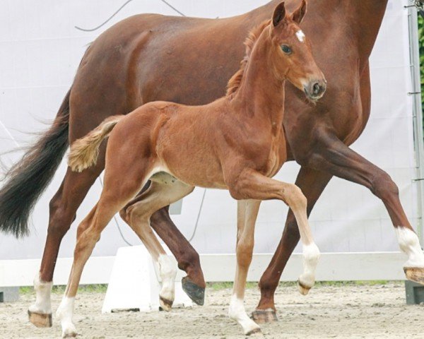 dressage horse Valea (Westphalian, 2023, from Viva Vitalis 2)