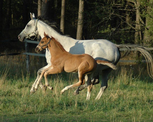 Pferd Stute von Icare d'Olympe AA x Pamir ox (Trakehner, 2015, von Icare d'Olympe AA)