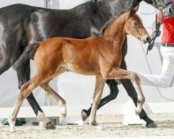 dressage horse Marvel WF (Westphalian, 2023, from Blue Hors Monte Carlo Tc)