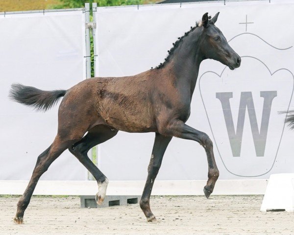 dressage horse Santana B (Westphalian, 2023, from St. Emilion)