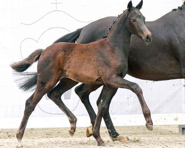 dressage horse Scarlett (Westphalian, 2023, from Secret)