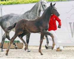 Dressurpferd Bon Cherié (Westfale, 2023, von Bonds)