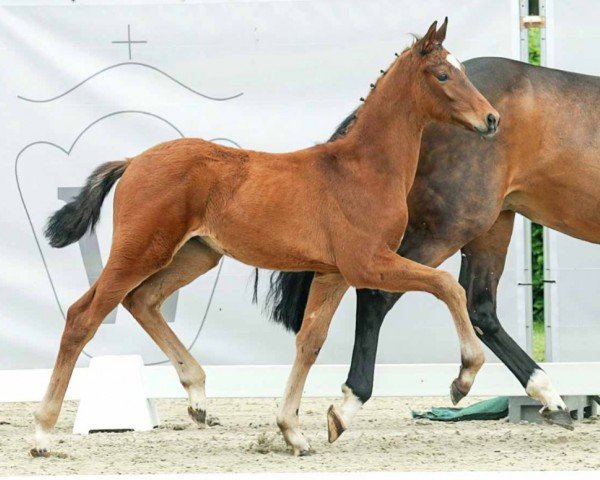 dressage horse Vermeer (Westphalian, 2023, from Viva Gold OLD)