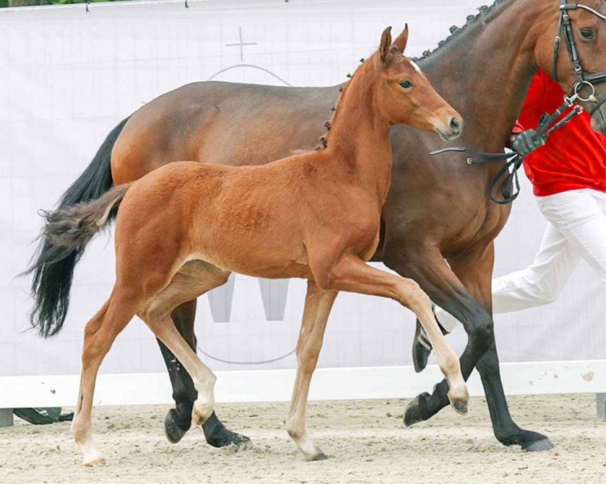 horse Sandmann PTA (Westphalian, 2023, from Sir Heinrich OLD)