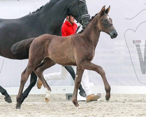 dressage horse Eyecatcher (Westphalian, 2023, from Escanto PS OLD)