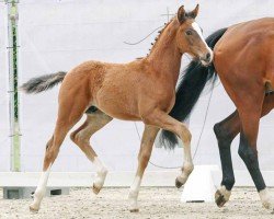 dressage horse Zoom' little Dancer (Westphalian, 2023, from Zoom)