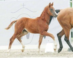 dressage horse Victoria's Secret (Westphalian, 2023, from Vivat Rex)