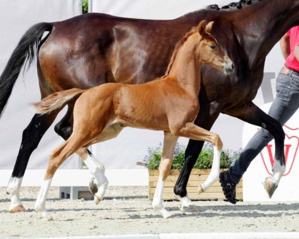 dressage horse Vergissmeinnicht (Westphalian, 2022, from Valverde NRW)