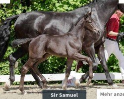 dressage horse Sir Samuel (Westphalian, 2022, from Segantini 6)