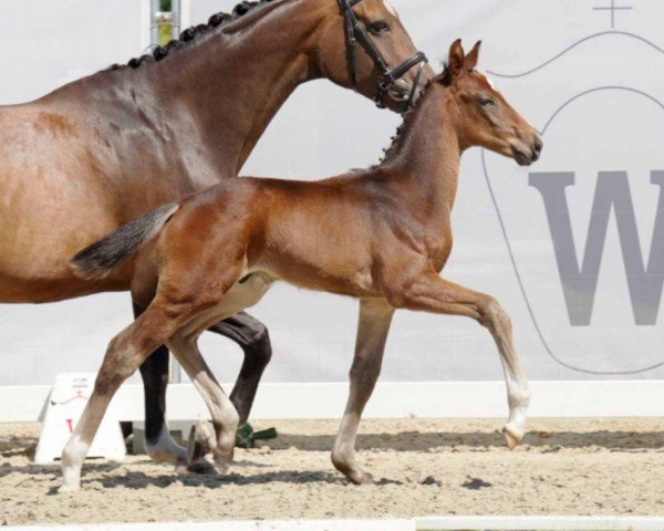 dressage horse Vilamendhoo (Westphalian, 2022, from Vaderland OLD)