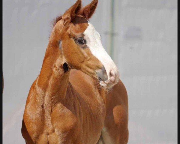 dressage horse Theofino (Westphalian, 2022, from Thiago Gs OLD)