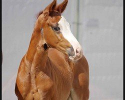 dressage horse Theofino (Westphalian, 2022, from Thiago GS OLD)