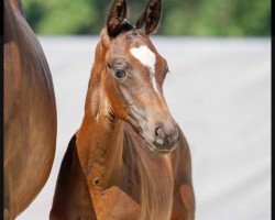 dressage horse Fariana B (Westphalian, 2022, from Franziskus FRH)