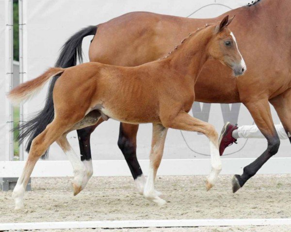 dressage horse Stute von Santos / Rock Amour (Westphalian, 2022, from Santos)