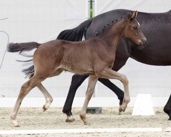 dressage horse Glamour Rose MB (Westphalian, 2022, from Galaxy)