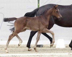 dressage horse Glamour Rose MB (Westphalian, 2022, from Galaxy)