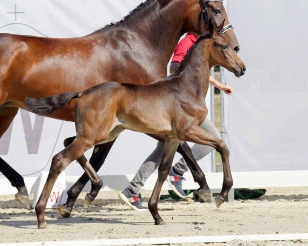 dressage horse Tinkerbell (Westphalian, 2022, from Total Diamond PS)