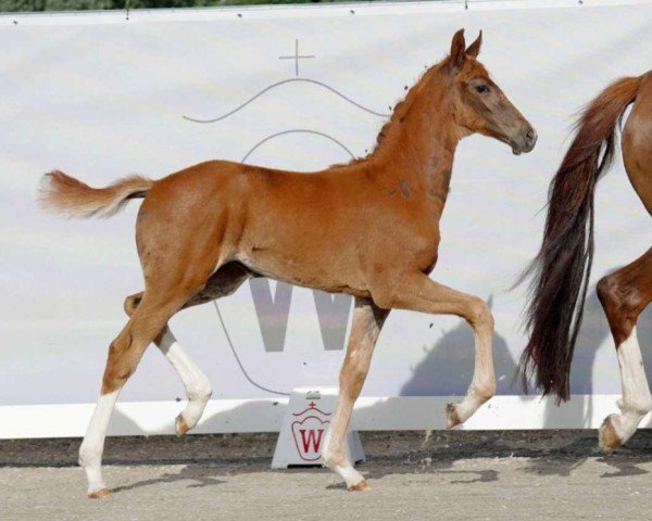 dressage horse Fürstin Fabaya (Westphalian, 2022, from Fürst Samarant)