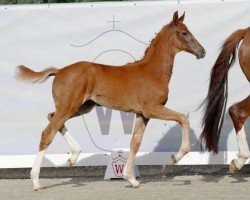 dressage horse Fürstin Fabaya (Westphalian, 2022, from Fürst Samarant)