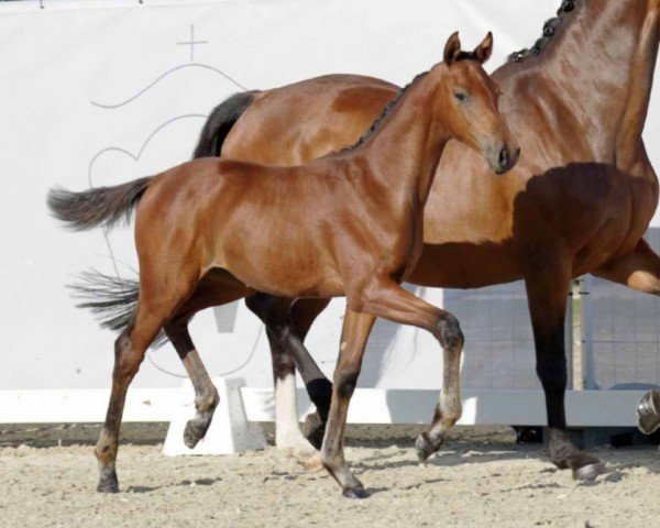 dressage horse Vivalena (Westphalian, 2022, from Vivaldos)