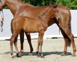 dressage horse Hengst von Fair Deal / Vivaldi (Westphalian, 2022, from Fair Deal)