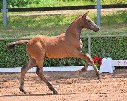 Springpferd Blenheim (Deutsches Sportpferd, 2023, von Balvenie M & M)