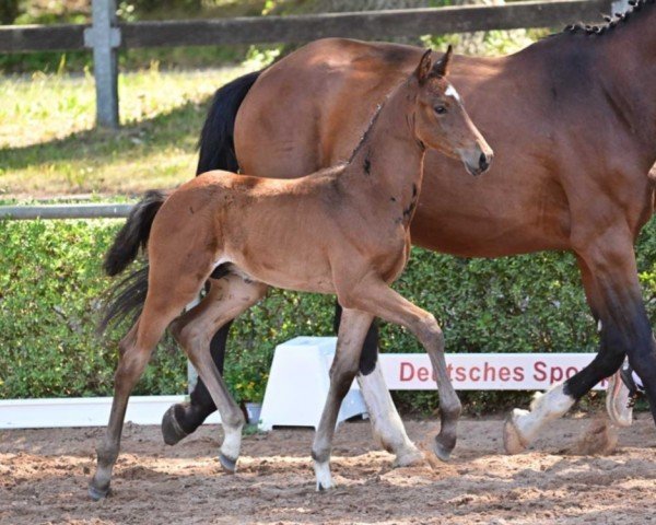 jumper Balestani RP (German Sport Horse, 2023, from Balvenie M & M)