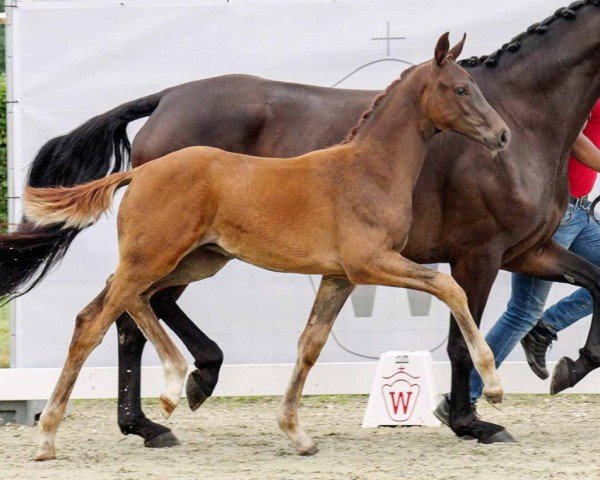 Dressurpferd Total Dance (Westfale, 2022, von Total Diamond PS)