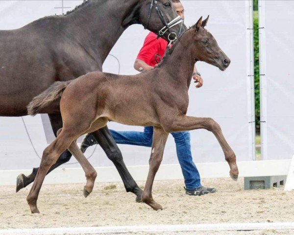 dressage horse Glamourös (Westphalian, 2022, from Glamourdale)