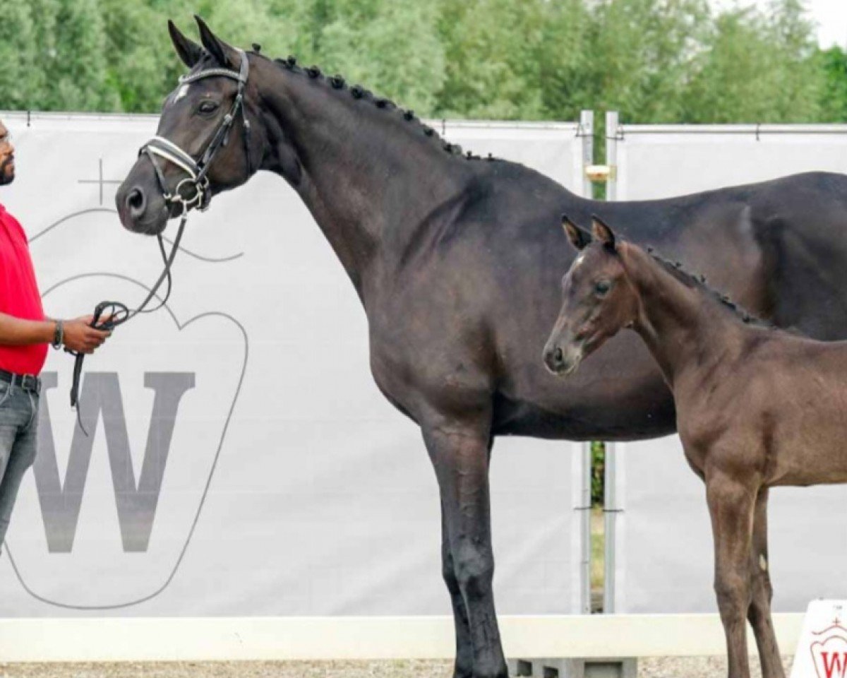 broodmare Kallista (Oldenburg, 2008, from San Amour I)