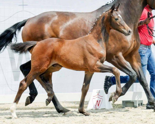 dressage horse Hengst von Venido / Sorento (Westphalian, 2022, from Venido)