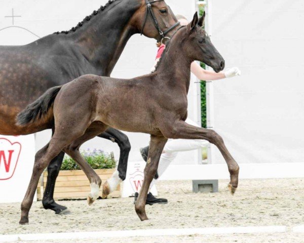 Dressurpferd Fuerteventura (Westfale, 2022, von Fürst Belissaro)