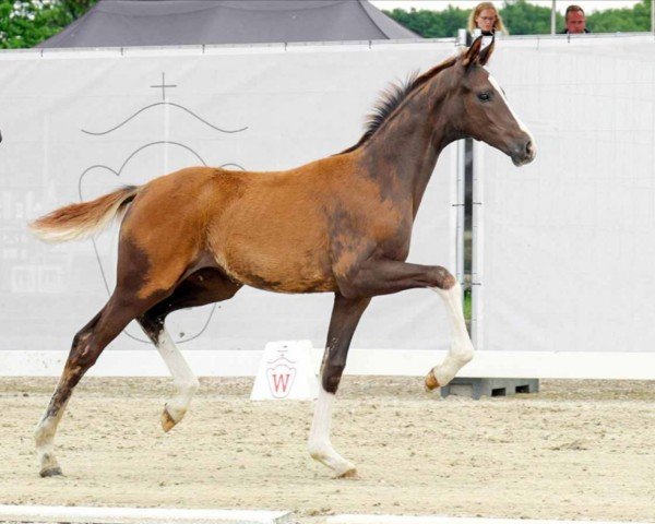 dressage horse Stute von Bonds / Sir Heinrich (Westphalian, 2022, from Bonds)