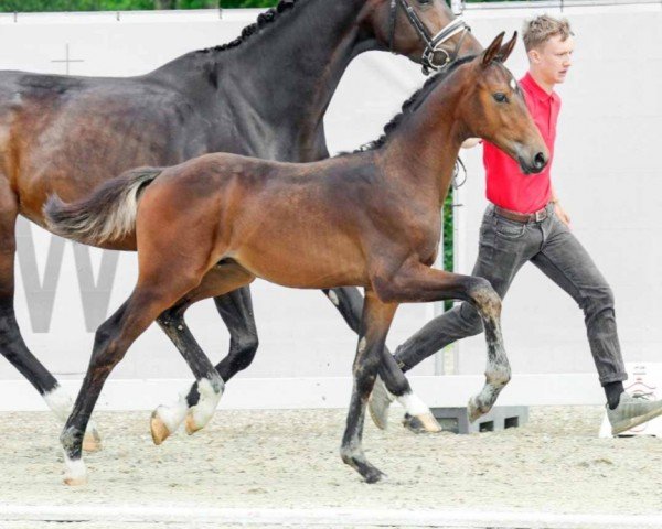 dressage horse Fisherman's Friend (Westphalian, 2022, from Fynch Hatton)