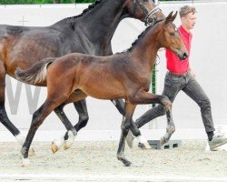 dressage horse Fisherman's Friend (Westphalian, 2022, from Fynch Hatton)