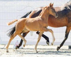 dressage horse Virginia (Westphalian, 2022, from Viva Gold OLD)