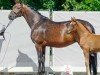 broodmare Fürstin Magic (Westphalian, 2014, from Franziskus FRH)