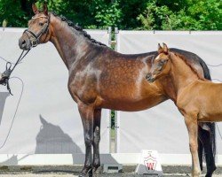 dressage horse Fürstin Magic (Westfale, 2014, from Franziskus FRH)