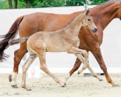 Dressurpferd Zimtstern (Westfale, 2022, von Blue Hors Zackerey)