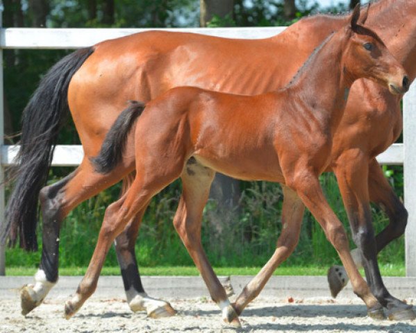 Springpferd Domino KDW Z (Zangersheide Reitpferd, 2014, von Diamant de Semilly)