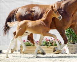 dressage horse Sansibar (Westphalian, 2022, from Secret)