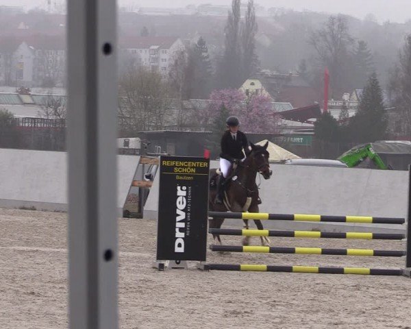 Reitturnier Zwickau 2024